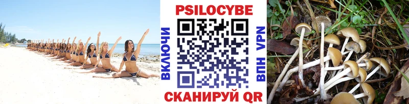 блэк спрут tor  Цоци-Юрт  Галлюциногенные грибы Psilocybine cubensis 
